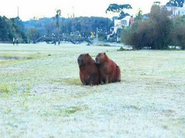 capivara_curitiba.png