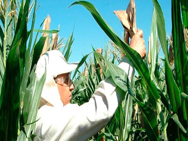 Monsanto confirma invasão de servidor