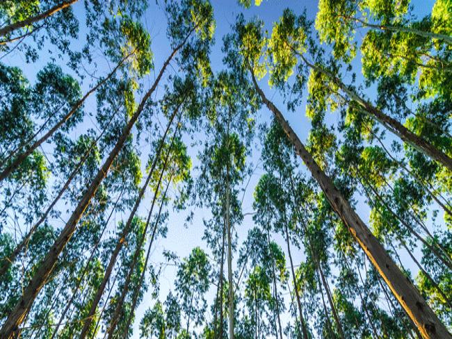 Cenibra automatiza processo de monitoramento de 254 mil hectares