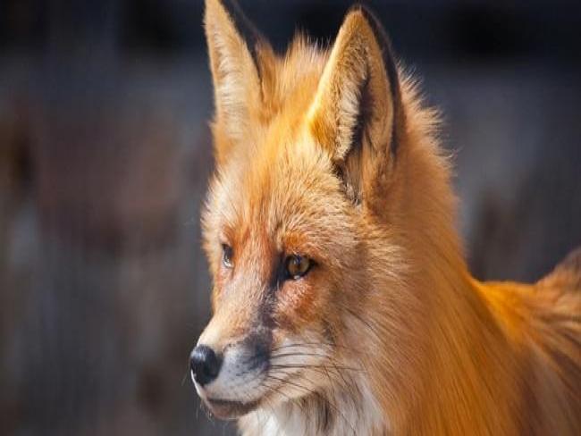 Mozilla oferece US$ 10.000 para quem encontrar bug no Firefox