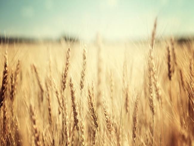 Belarina Alimentos terceiriza infraestrutura de TI para economizar R$ 500 mil ao ano