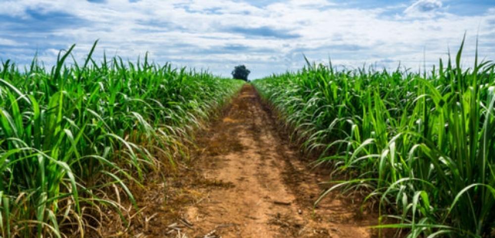 CPqD e Grupo São Martinho investem em projeto para produção de açúcar e etanol