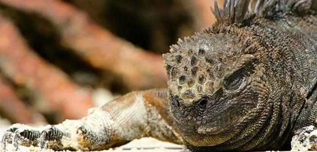 MCTIC auxilia na criação de plataforma digital sobre biodiversidade do Equador