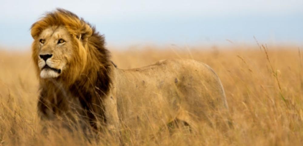 Golpes on-line podem usar declaração do imposto de renda como isca