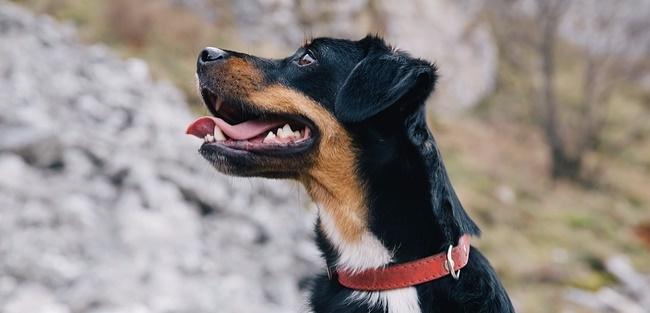 Sistema da Orange Business Services vai rastrear bichos de estimação