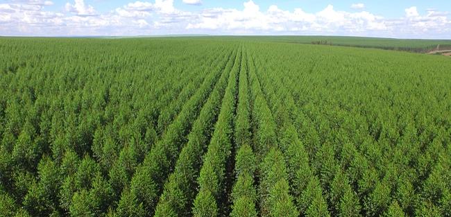 Fibria implementa big data da SAP para ampliar conhecimento sobre plantio florestal