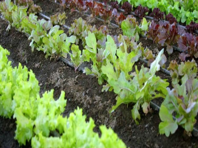 Tomita Hortaliças adota solução da Jiva para monitorar negócio e reduzir custos