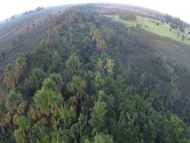 WWF-Brasil vai usar drones para proteção e monitoramento de animais e florestas