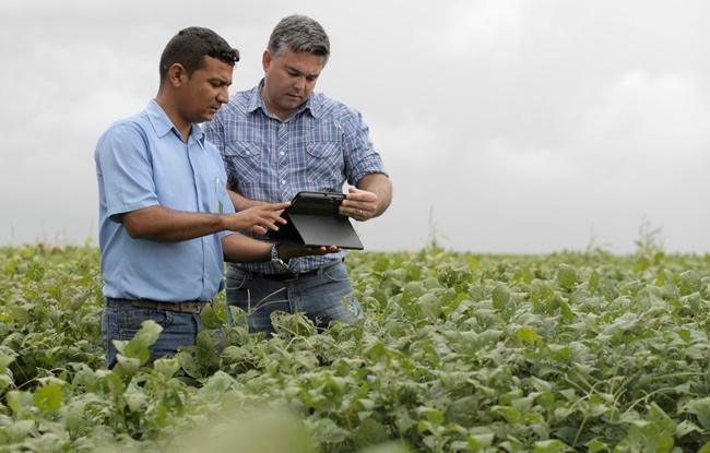 Aplicativo da Bayer usa rede neural para ajudar agricultores a identificar plantas daninhas
