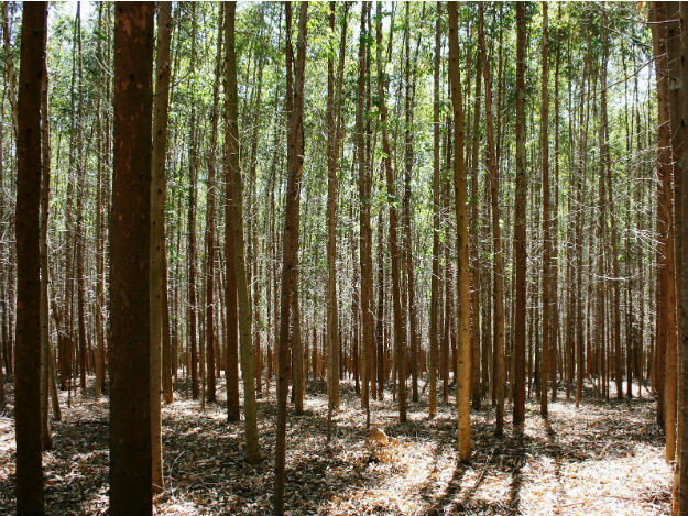forest-of-eucalyptus.jpg