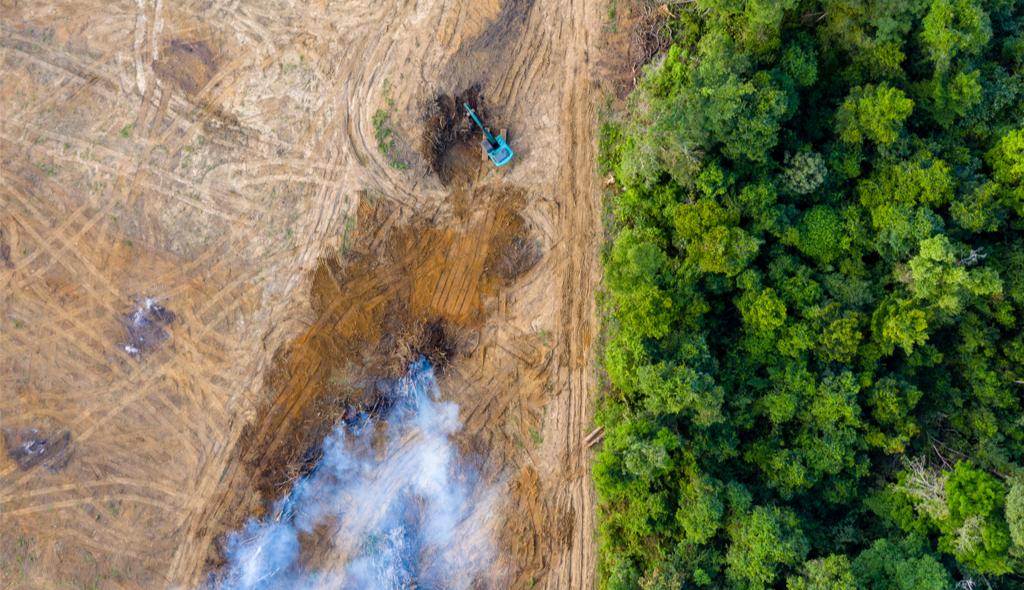 desmatamento amazônia