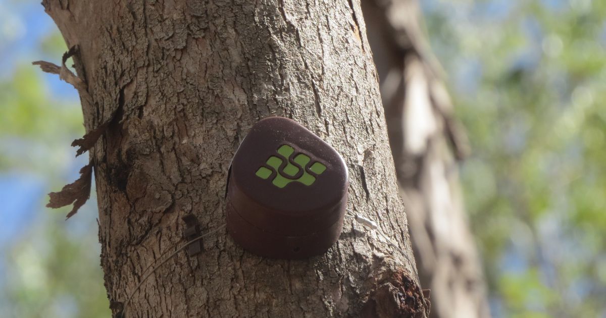 IoT, Treevia, Melhoramentos, floresta