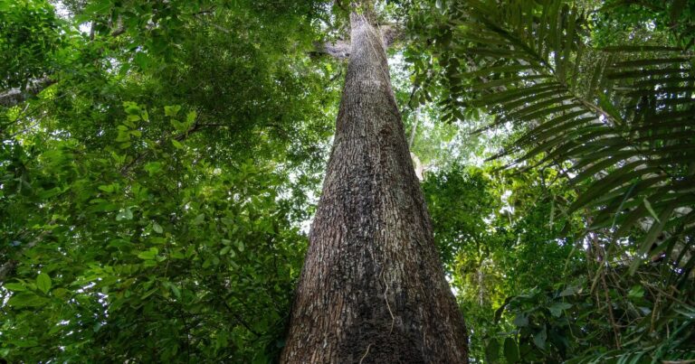 Imagem de uma árvore alta na floresta amazônica, vista de baixo para cima, com tronco grosso e reto cercado por uma densa vegetação verde. A copa da árvore se mistura com as folhas de outras árvores ao fundo, evidenciando a biodiversidade da floresta tropical (biodiversidade)